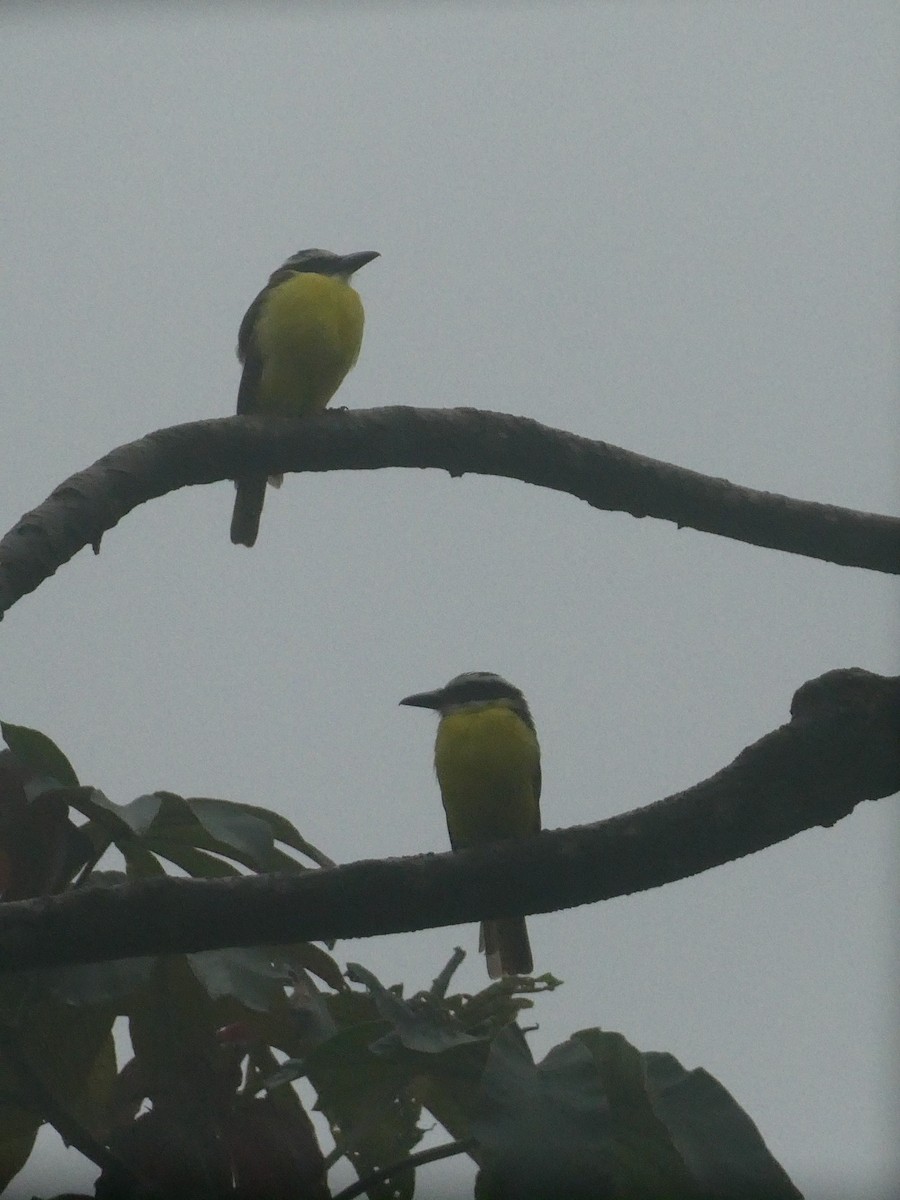 Boat-billed Flycatcher - ML592059841