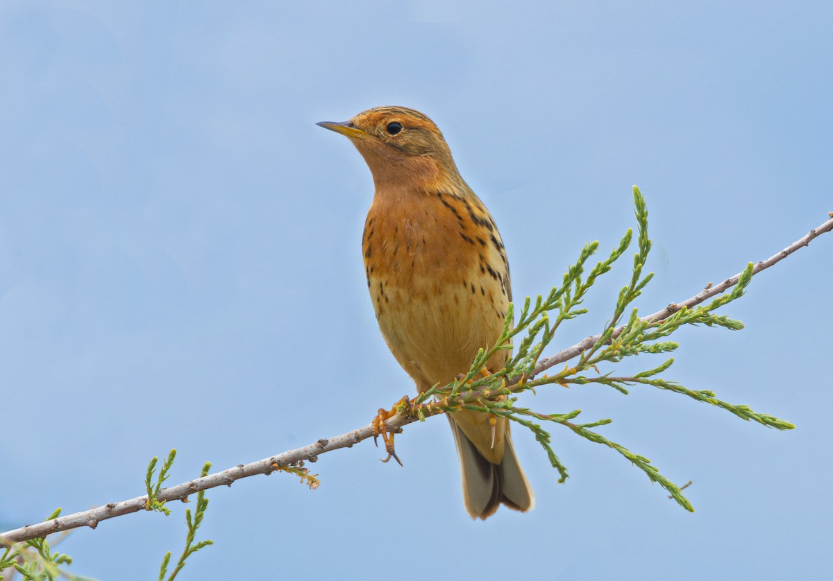 Red-throated Pipit - ML592060681