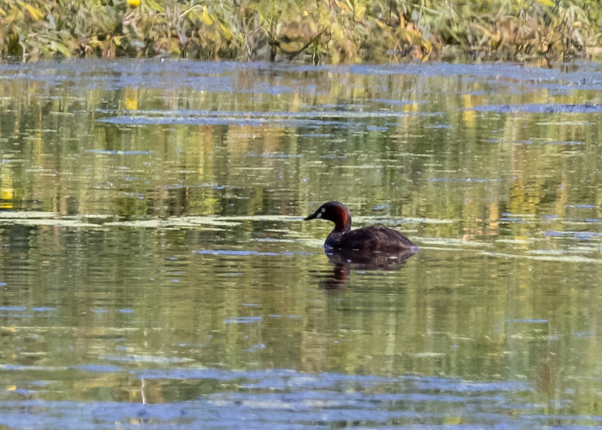 Little Grebe - ML592060951