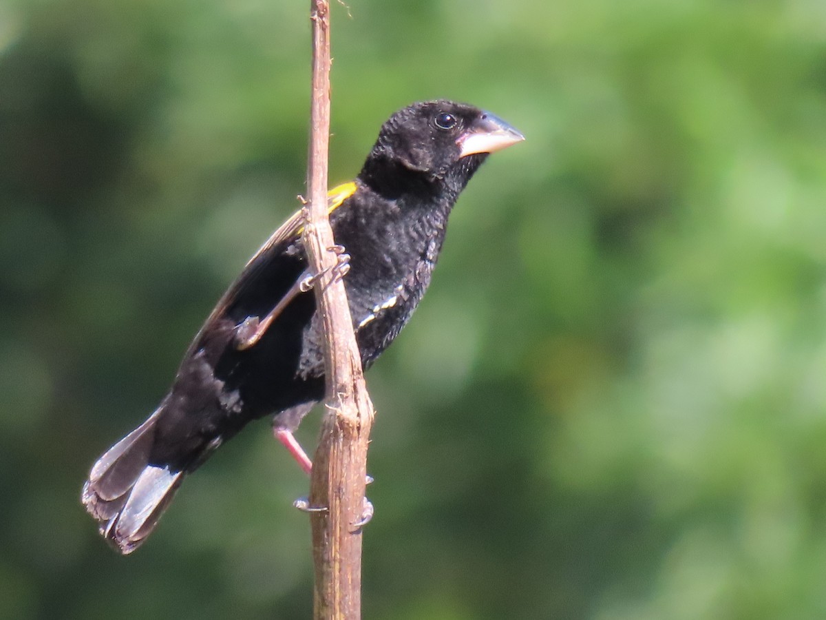 Yellow Bishop - ML592060981