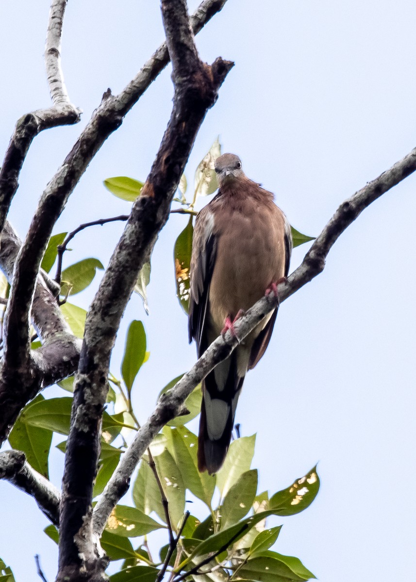 珠頸斑鳩 - ML592061021