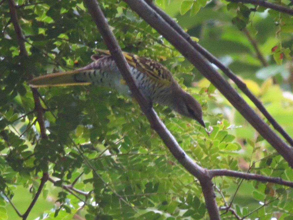 Black Cuckooshrike - ML592061031