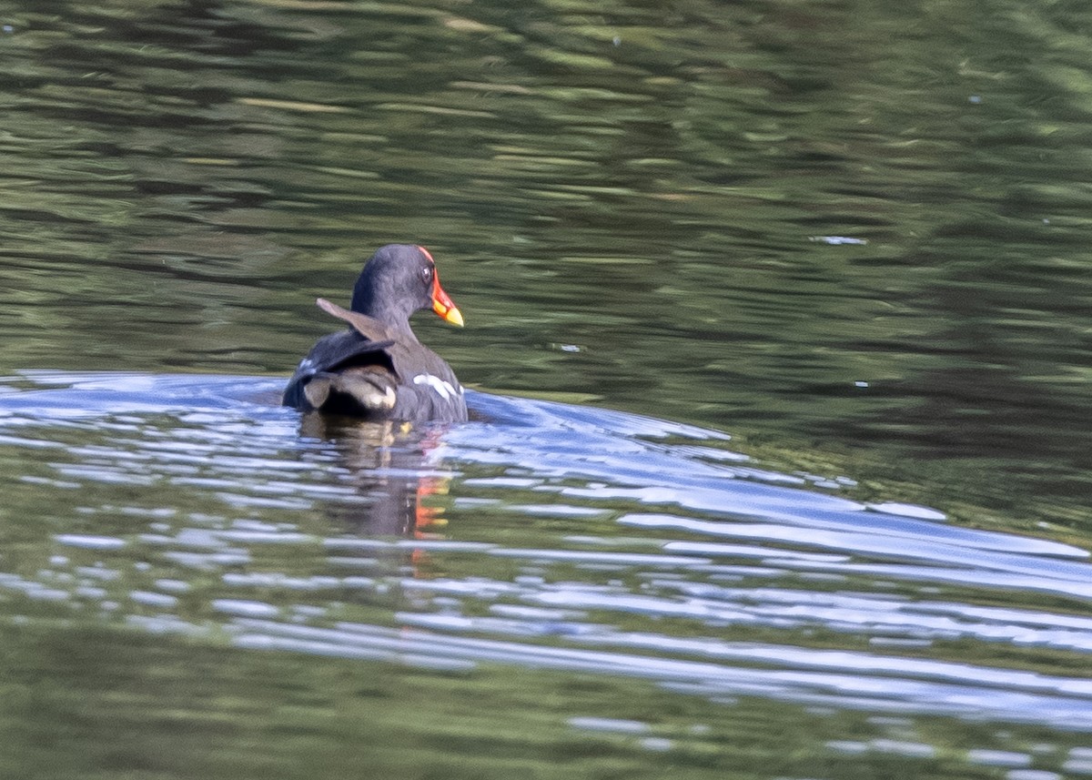 Eurasian Moorhen - ML592061051