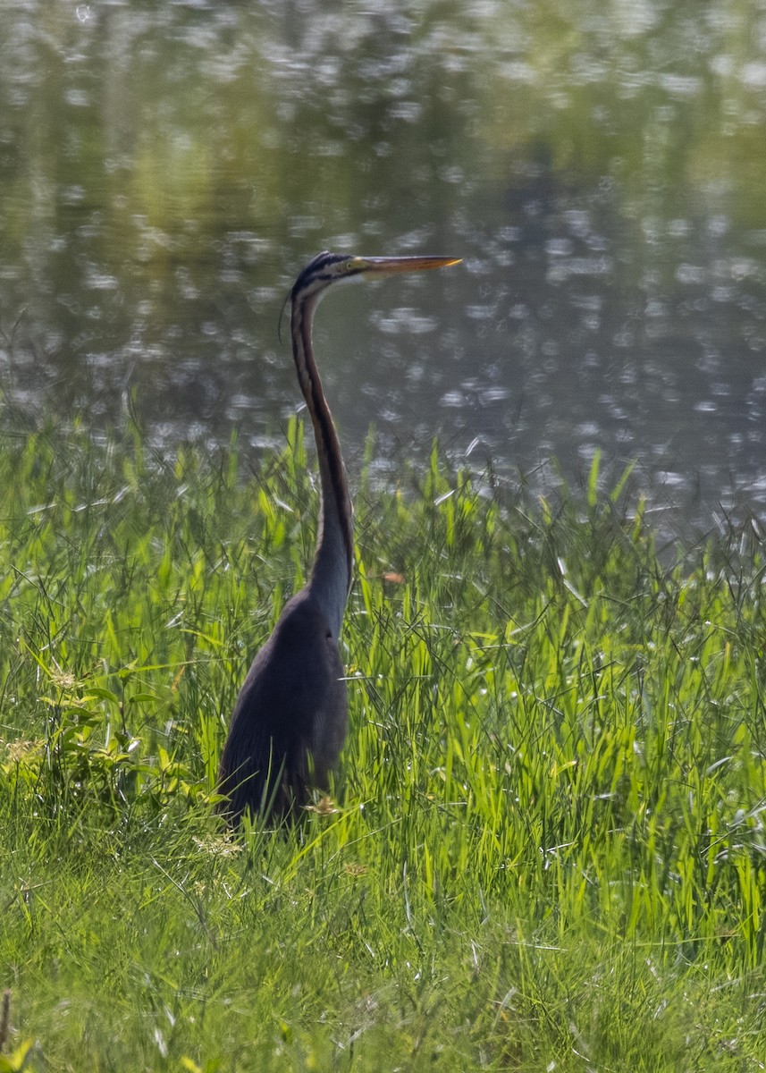 Purple Heron - Joo Aun Hneah