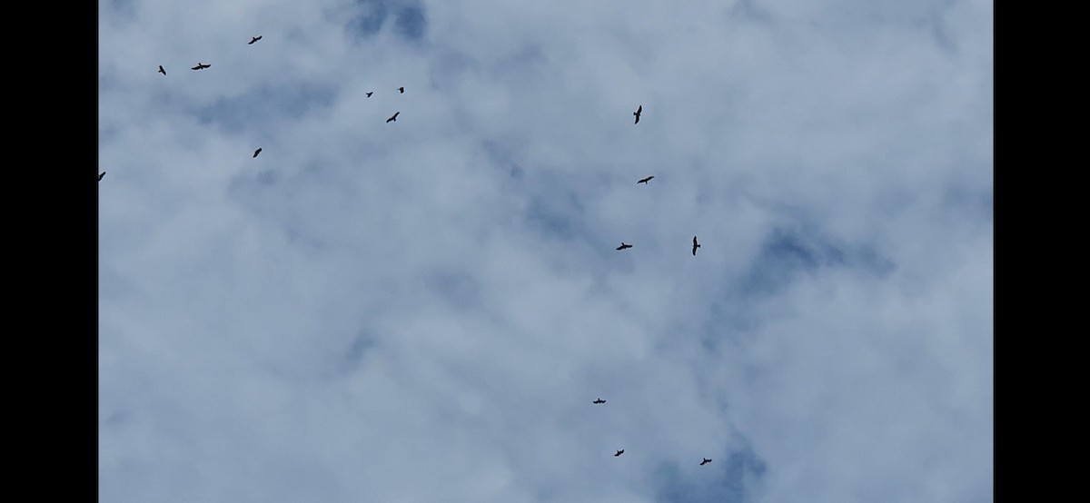 Black Kite - Gnanaskandan Kesavabharathi