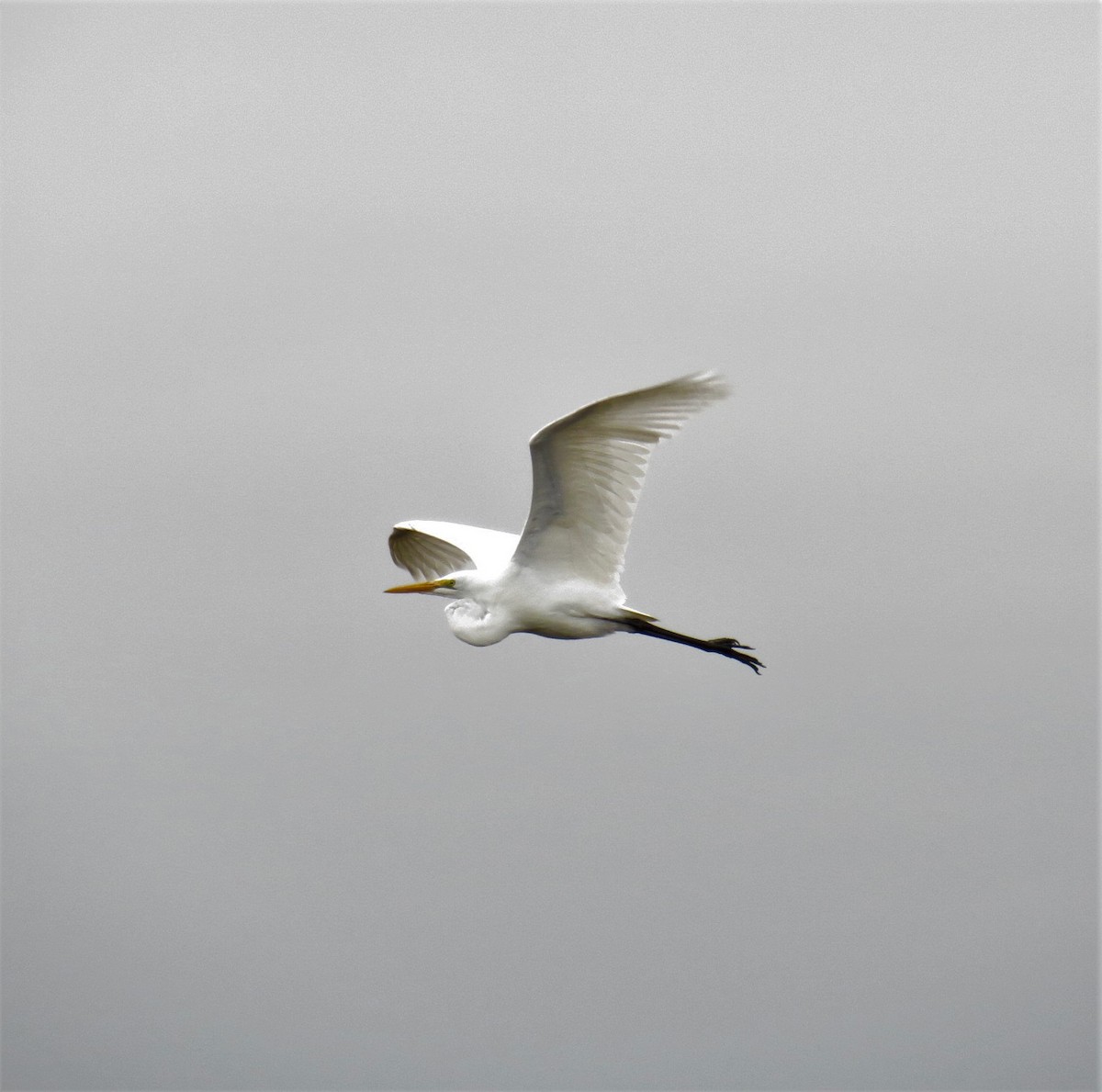 Great Egret - ML592061881