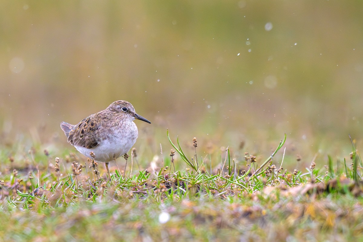 Temminck's Stint - Sylvain Reyt