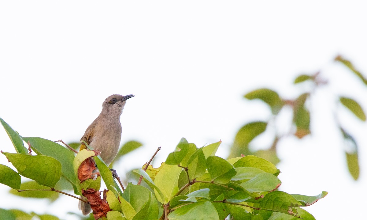 Brown Honeyeater - ML592062271