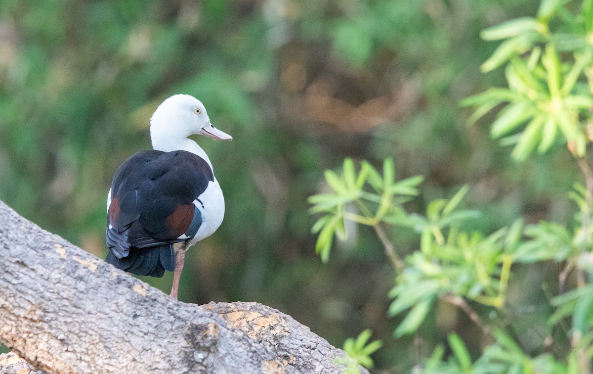 Radjah Shelduck - ML592062851