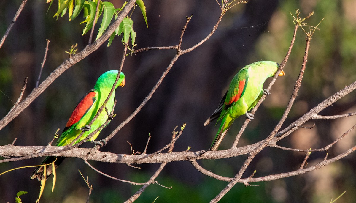 Red-winged Parrot - ML592062861