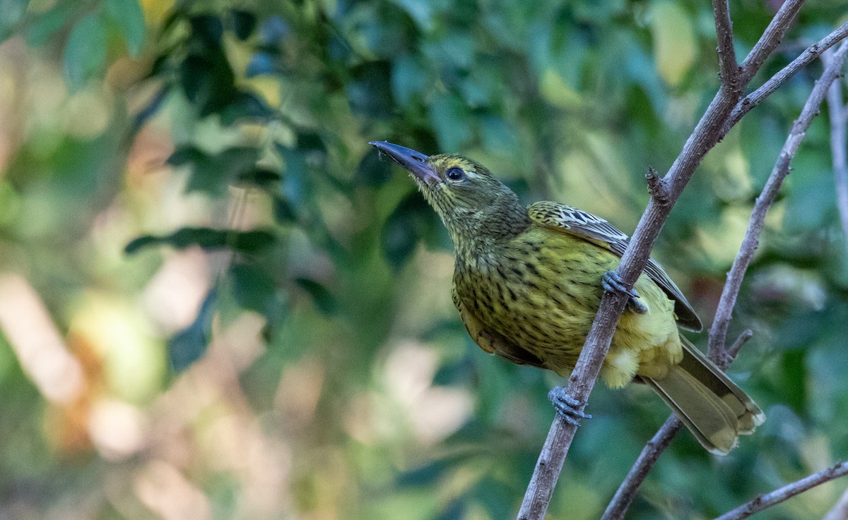 Green Oriole - Ethan Grills