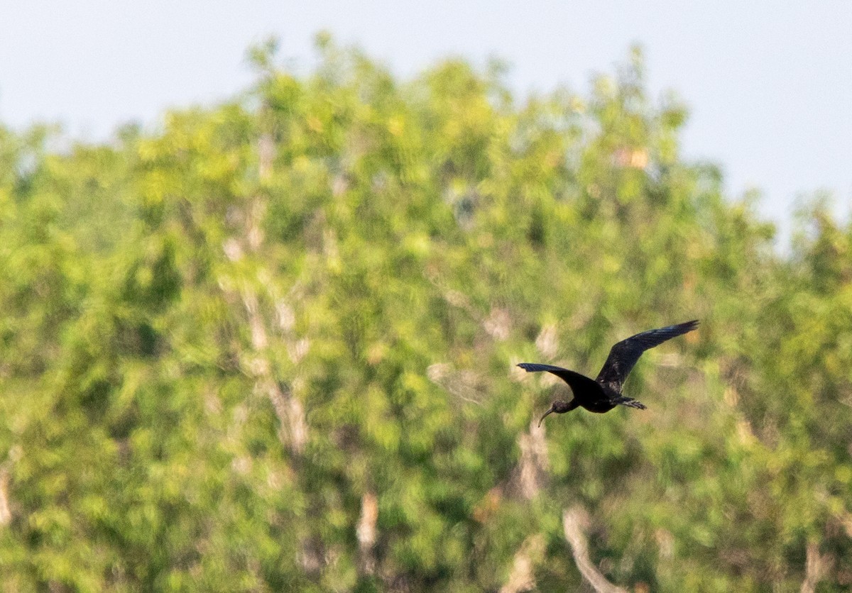 Glossy Ibis - ML592063081