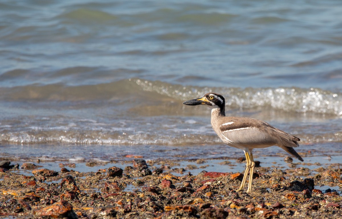 Beach Thick-knee - ML592064481