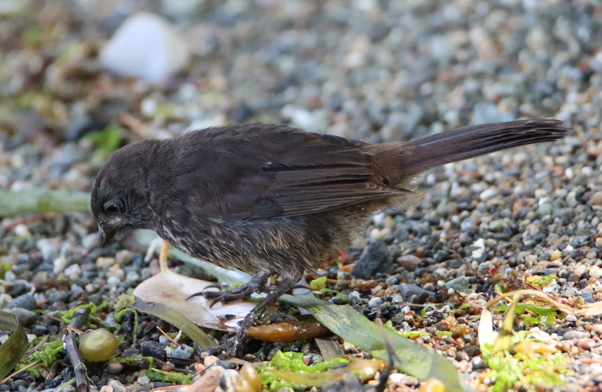 Fox Sparrow - ML592064881