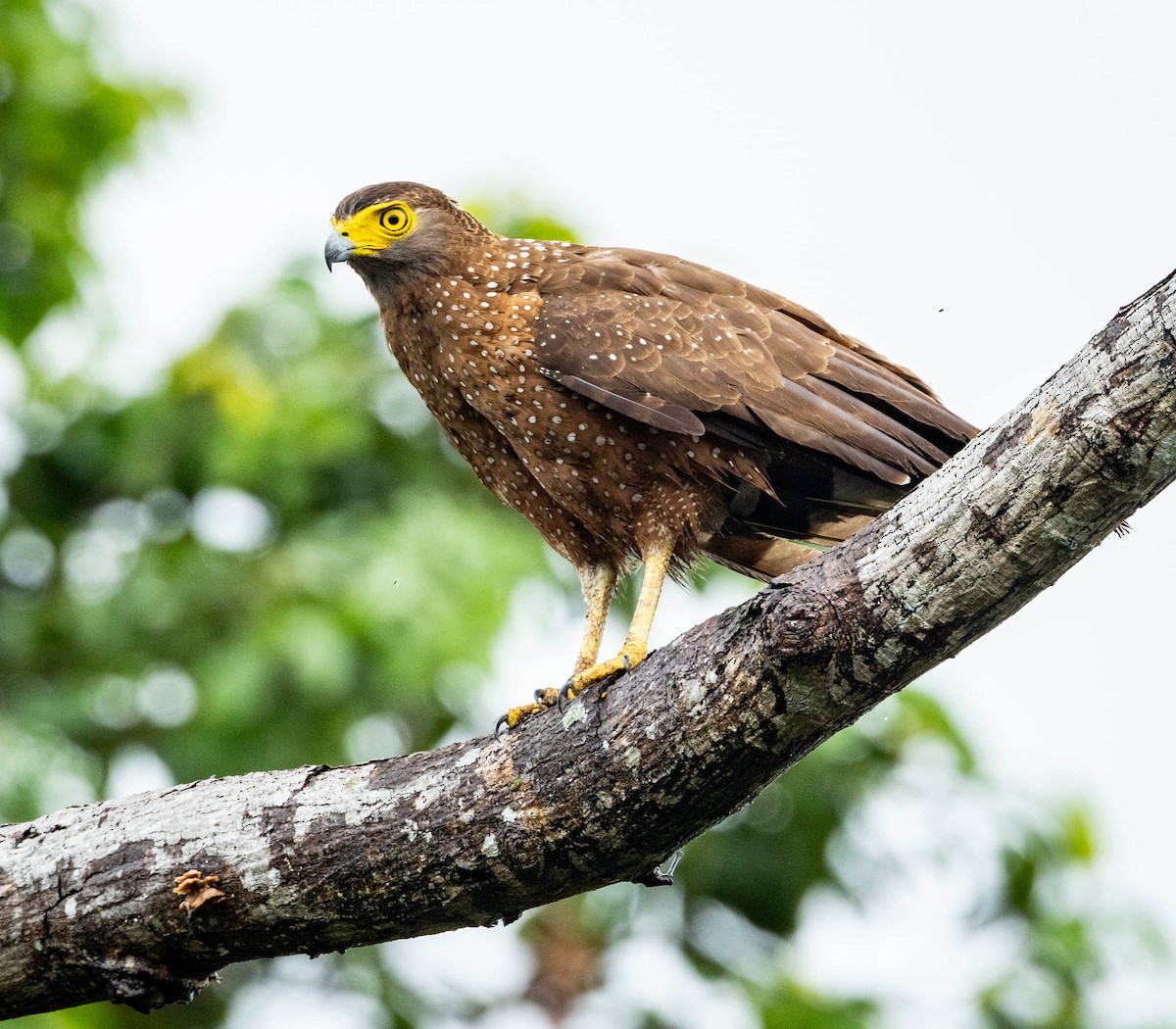 Philippine Serpent-Eagle - Jonathan Ley