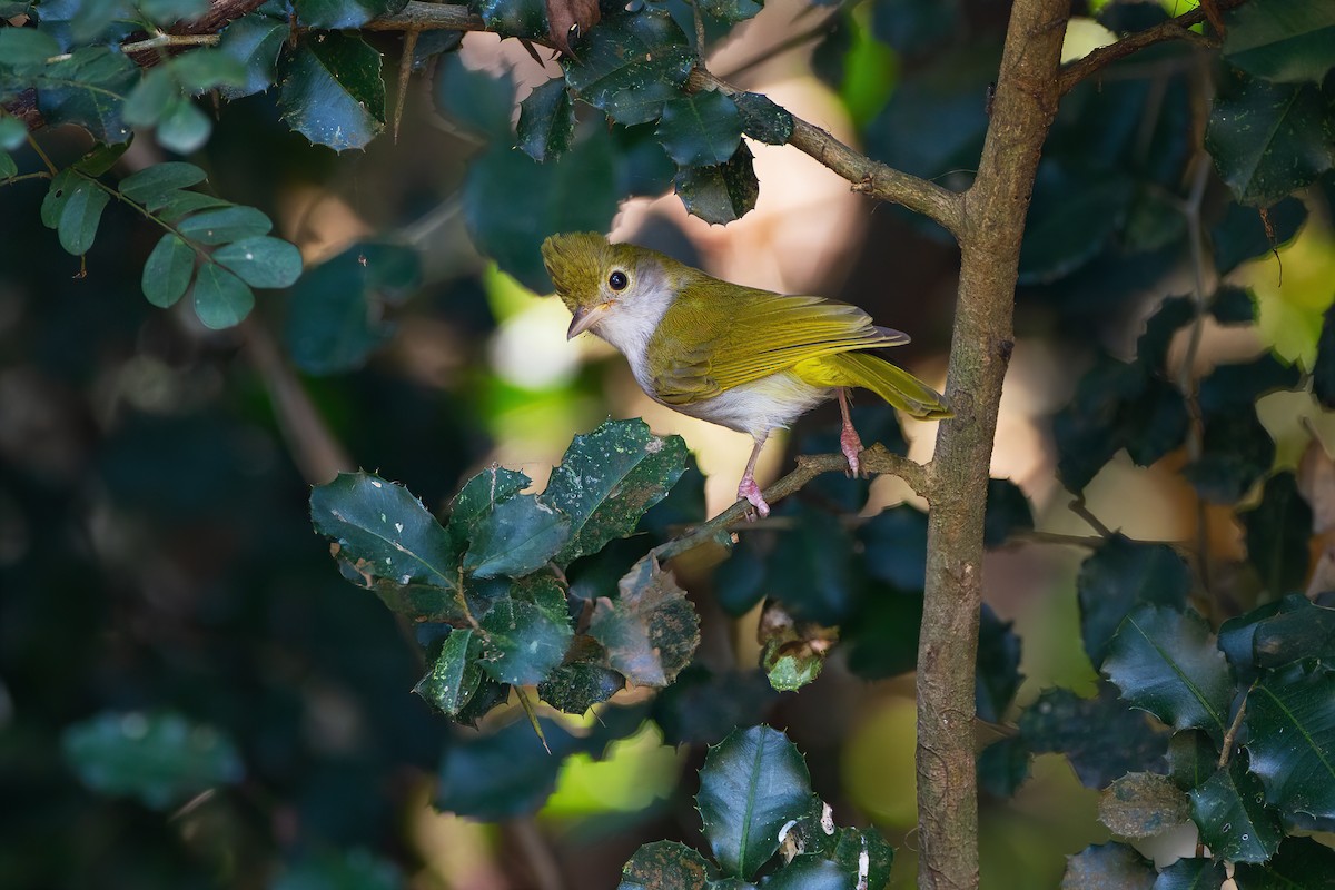 White-bellied Erpornis - JJ Harrison