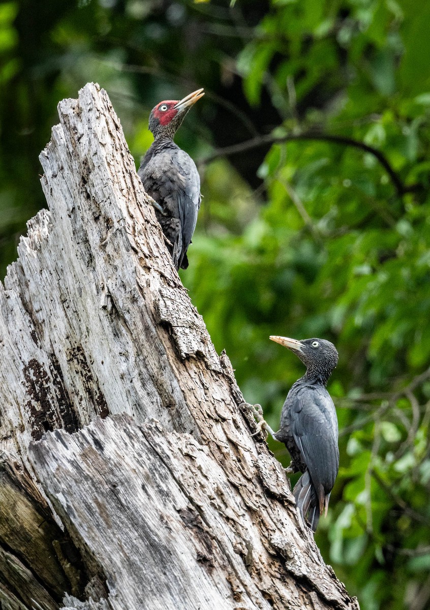 Northern Sooty-Woodpecker - ML592065351