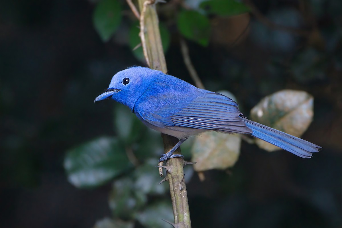 Black-naped Monarch - ML592065381