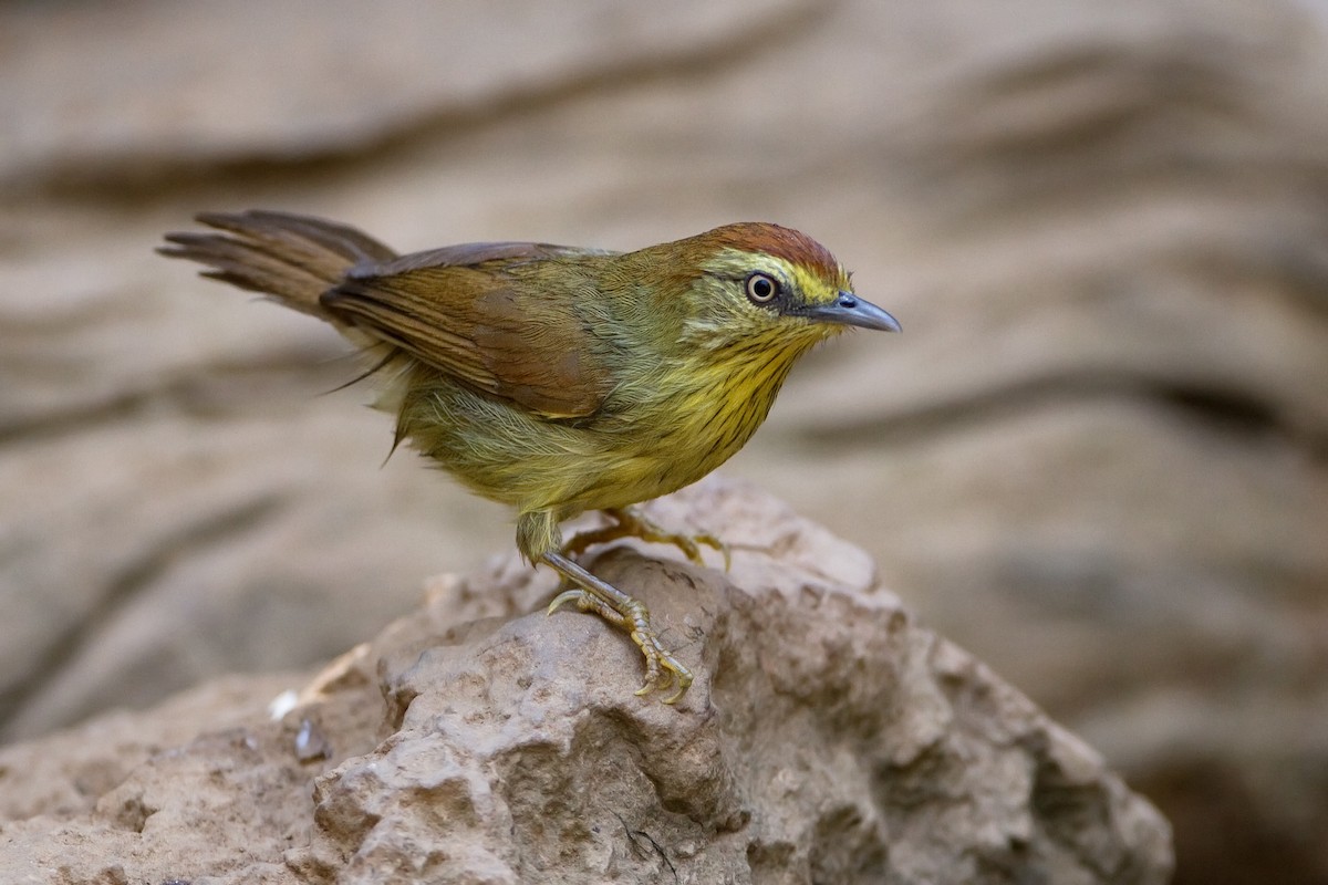 Pin-striped Tit-Babbler - ML592065571