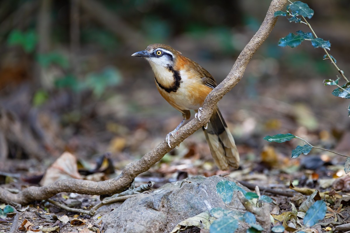 Lesser Necklaced Laughingthrush - ML592065621