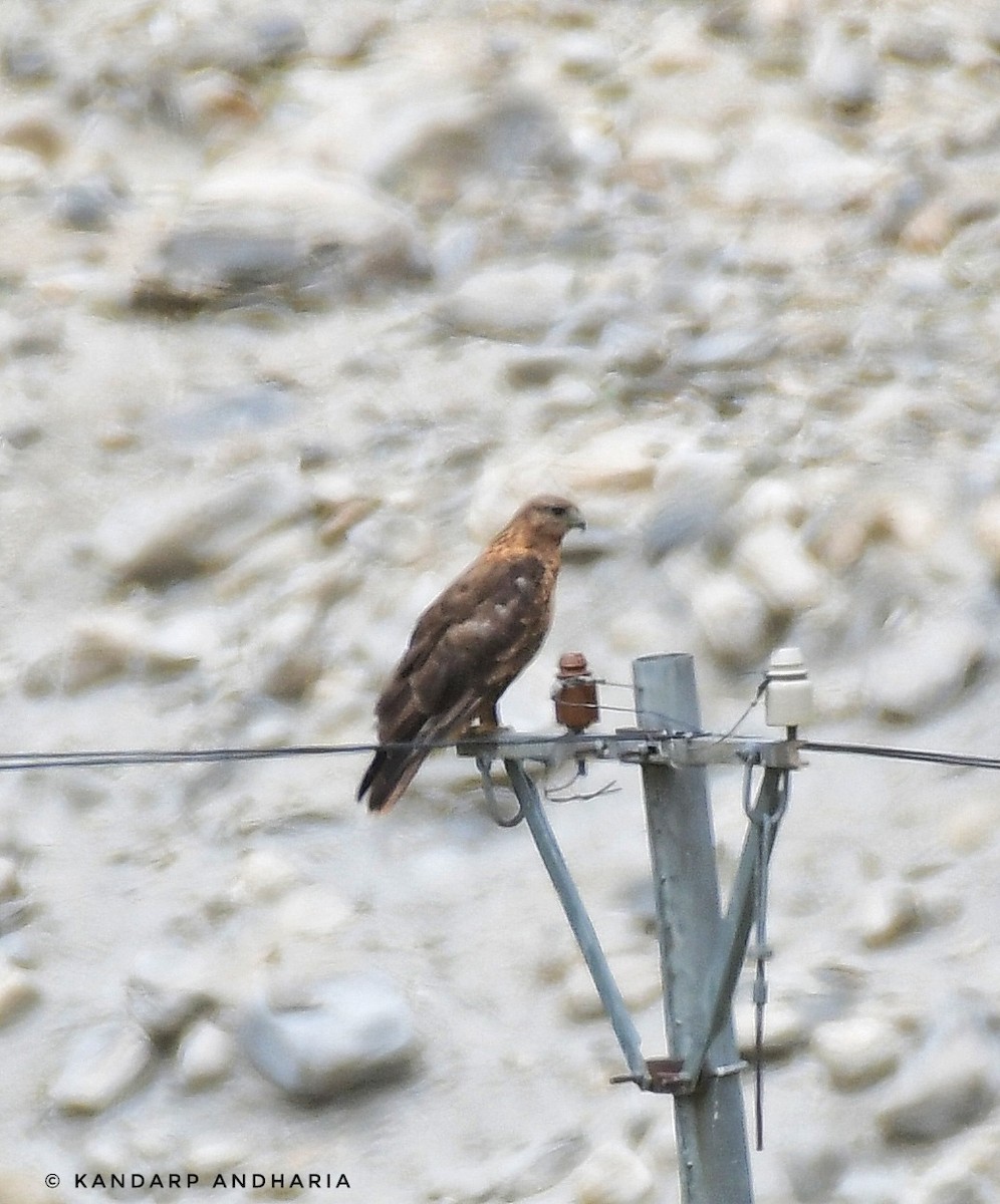 Upland Buzzard - Kandarp  Andharia