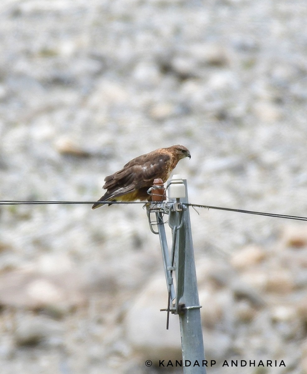 Upland Buzzard - Kandarp  Andharia