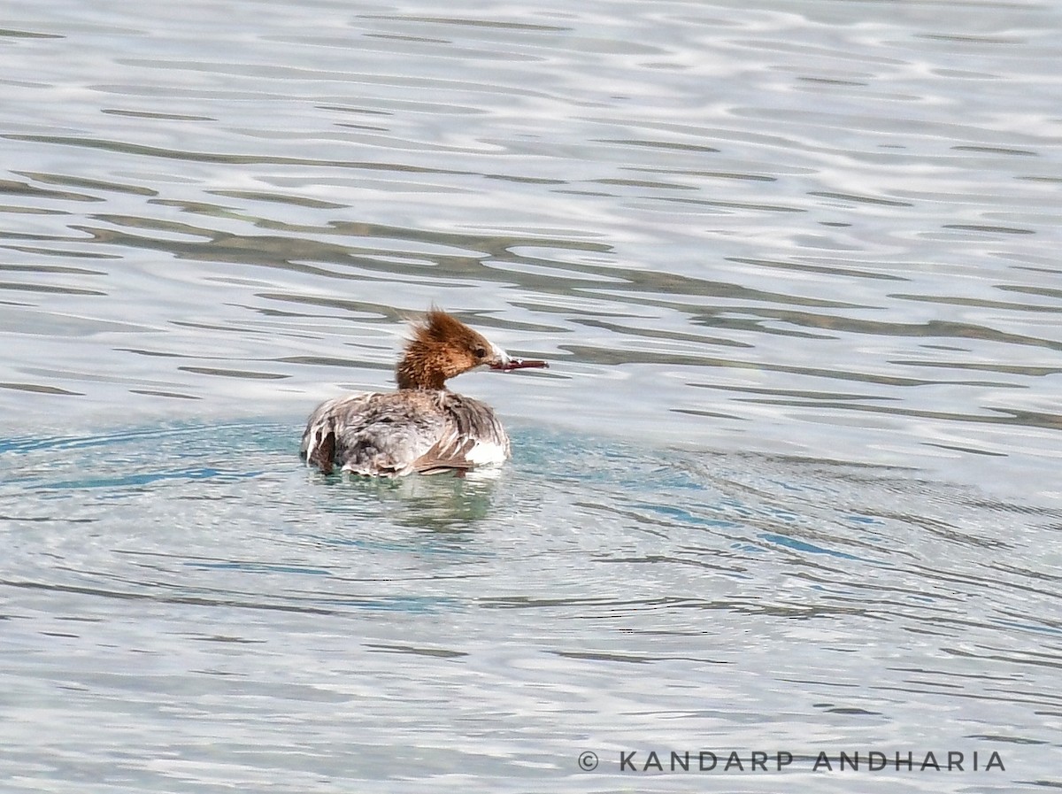 Common Merganser - Kandarp  Andharia