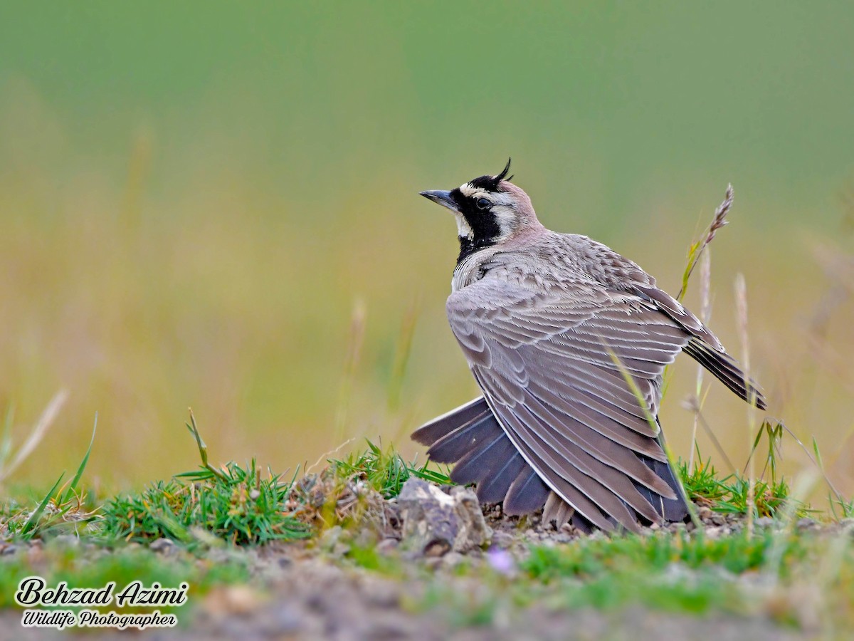 Horned Lark - ML592066101