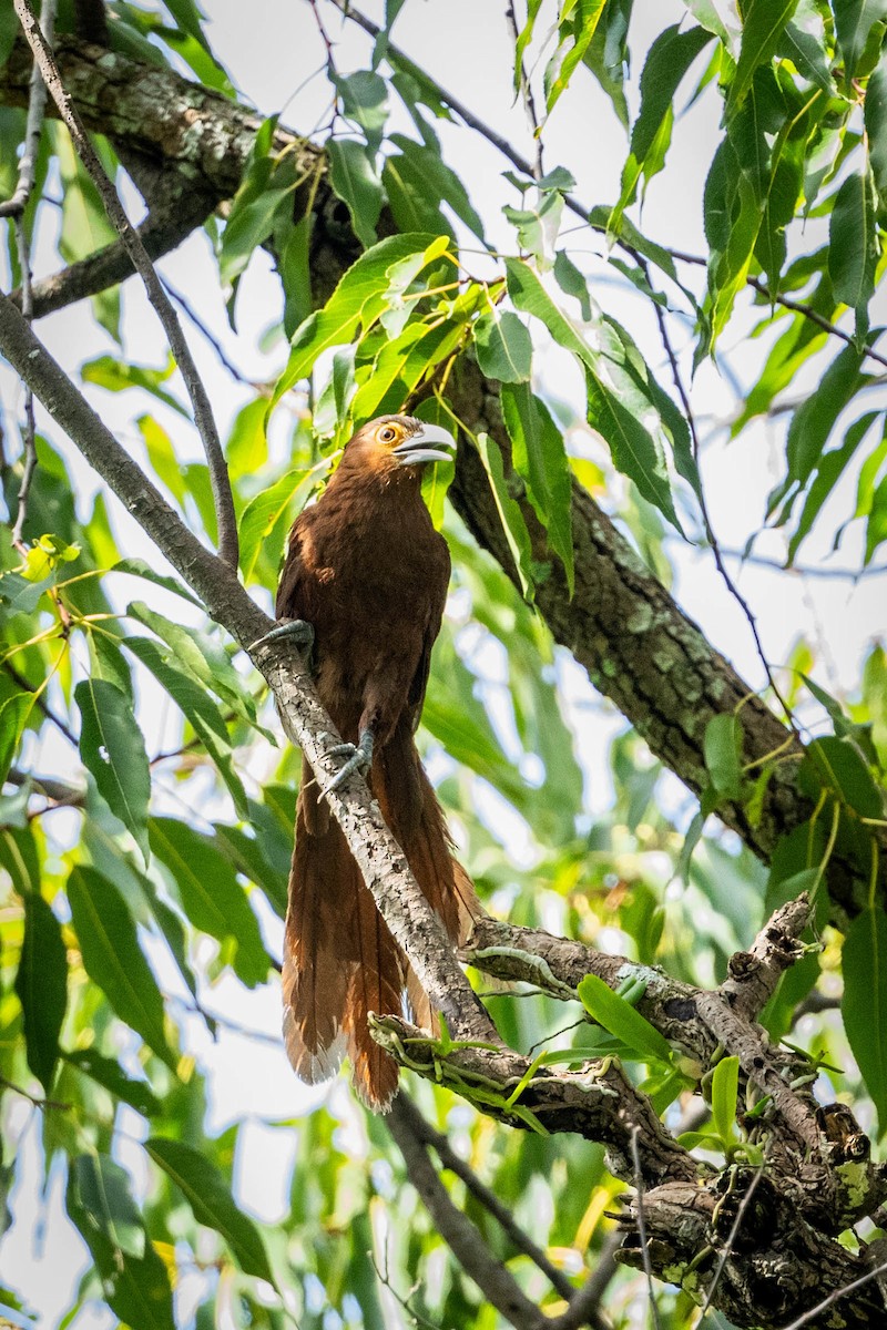 Rufous Coucal - Jonathan Ley