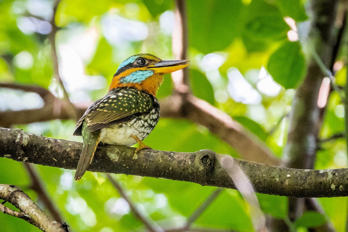 Spotted Kingfisher - Jonathan Ley