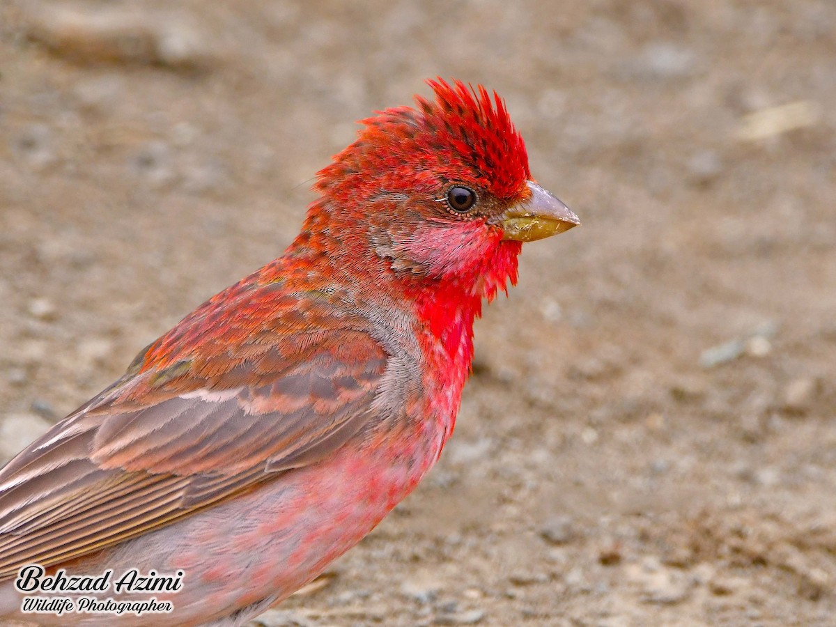 Common Rosefinch - ML592066211