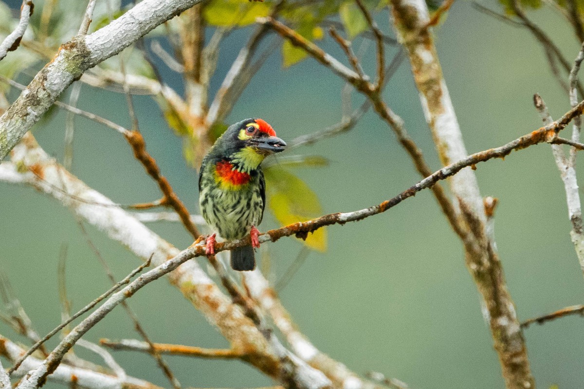Coppersmith Barbet - ML592068551