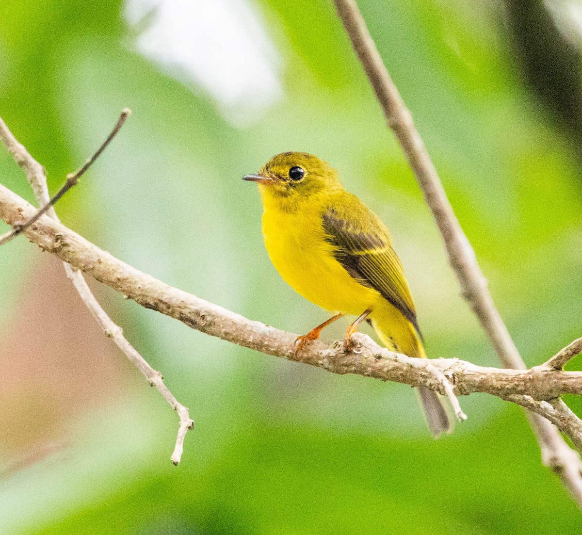 Citrine Canary-Flycatcher - ML592068981