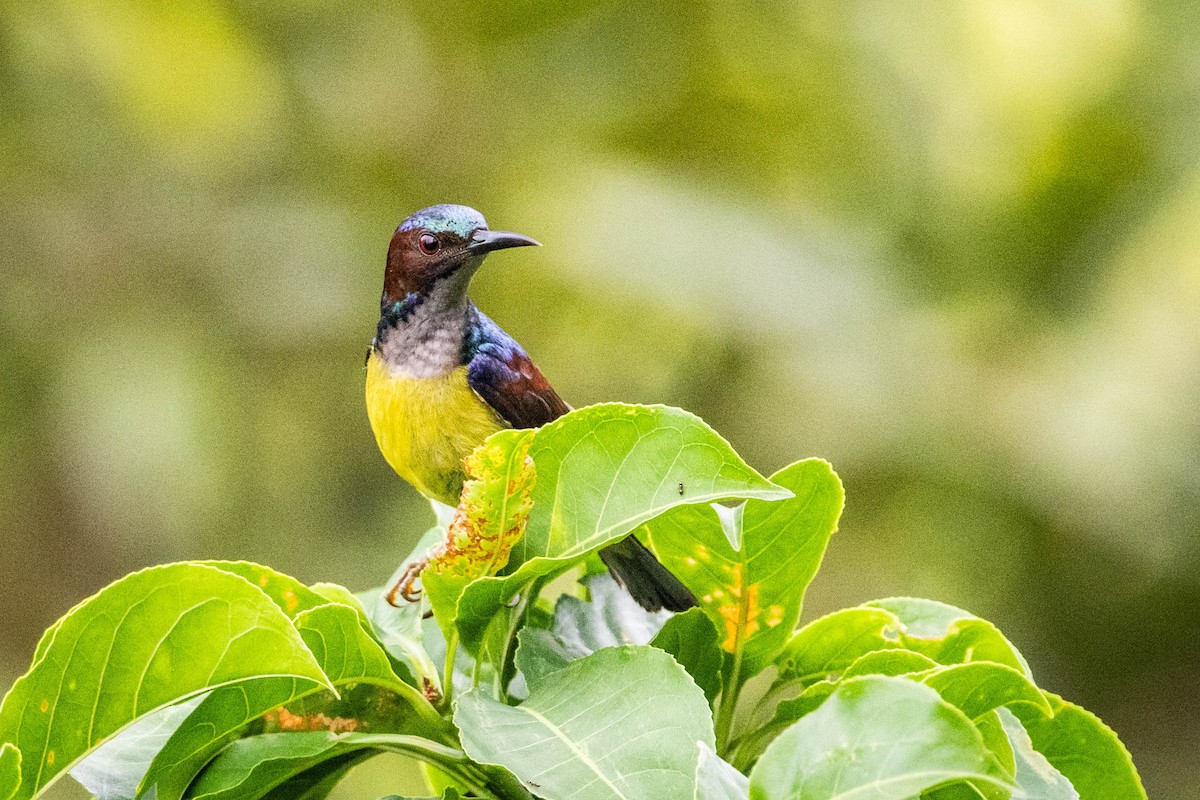 Gray-throated Sunbird - ML592069261