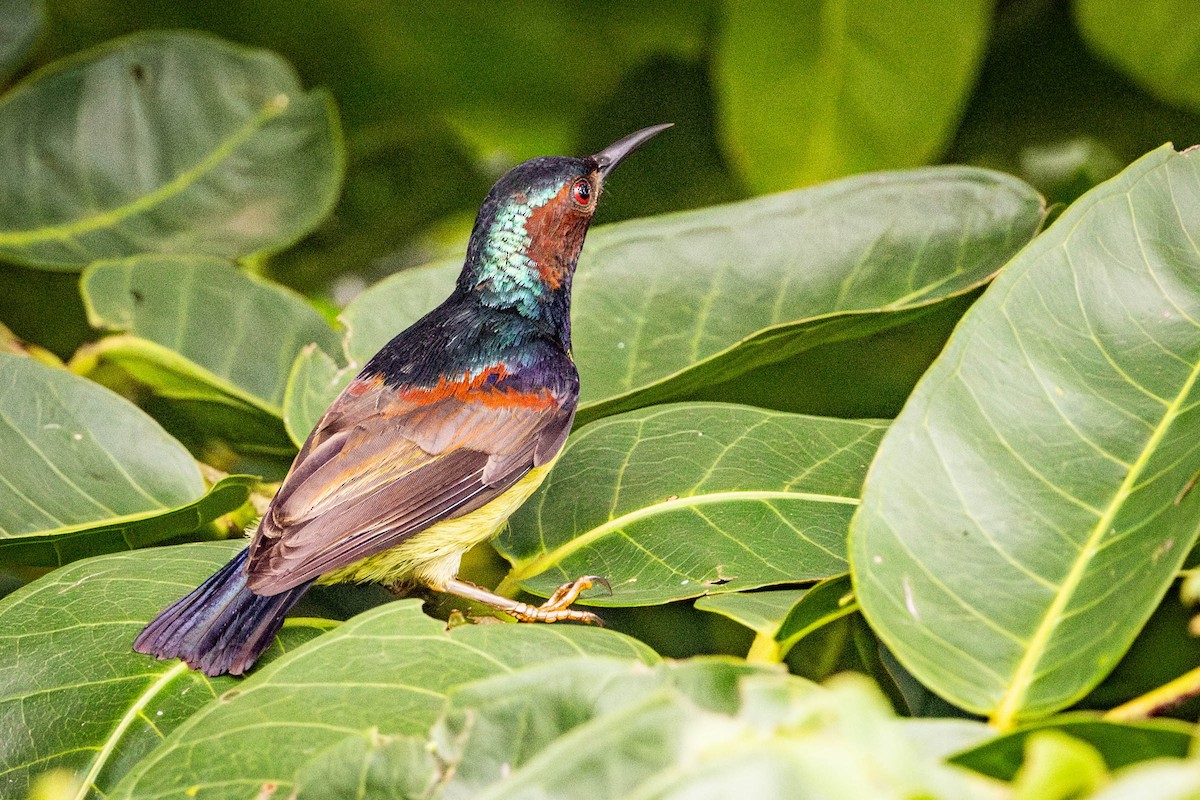 Gray-throated Sunbird - ML592069271