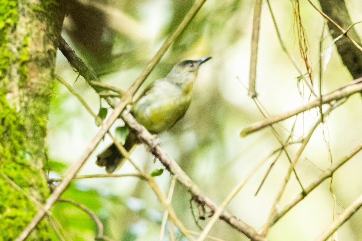 Calabarzon Babbler - ML592069551