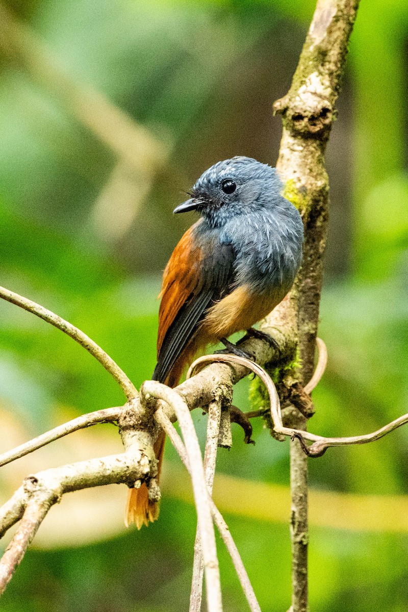 Blue-headed Fantail - Jonathan Ley