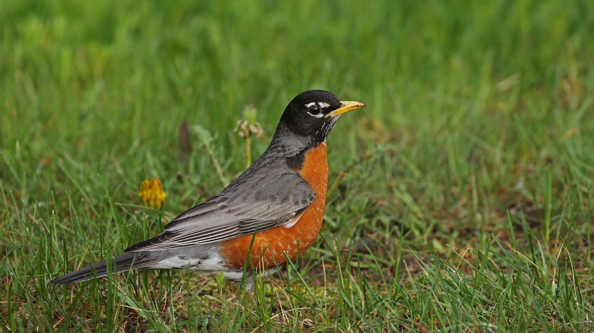 American Robin - Ryan Schain