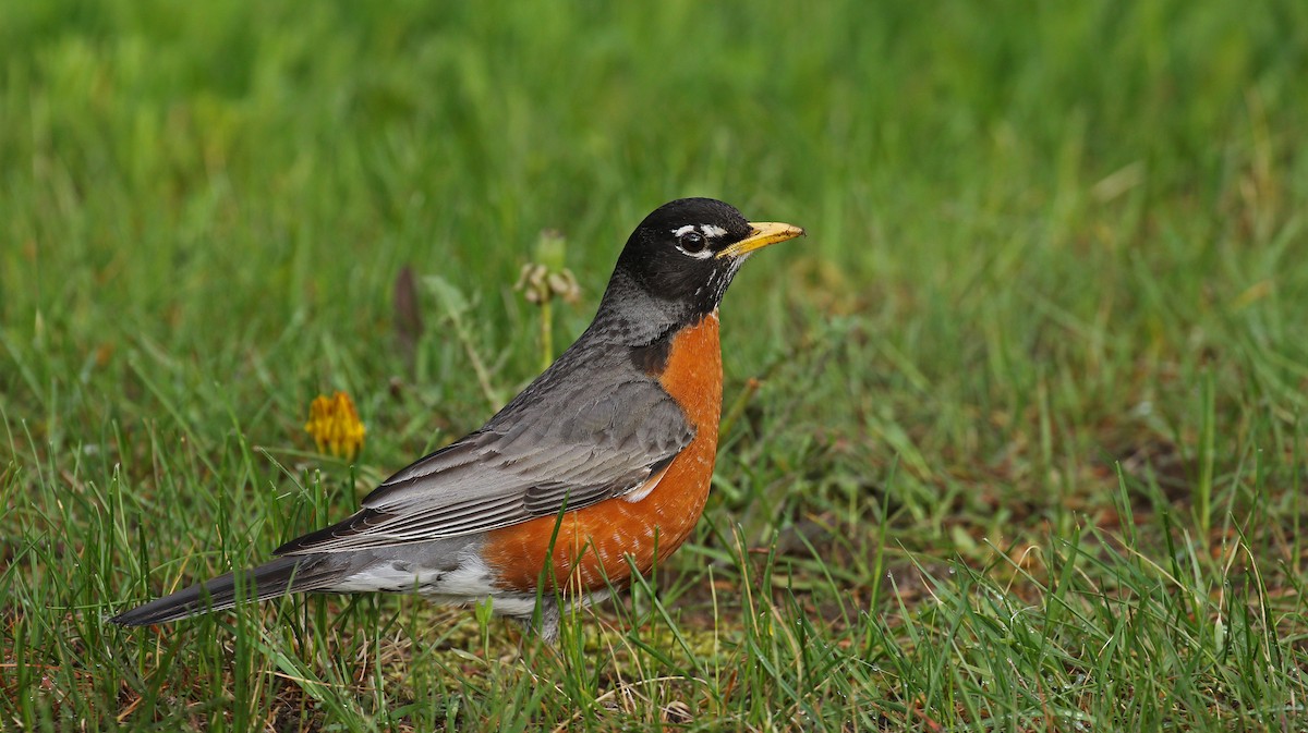 American Robin - ML59206991