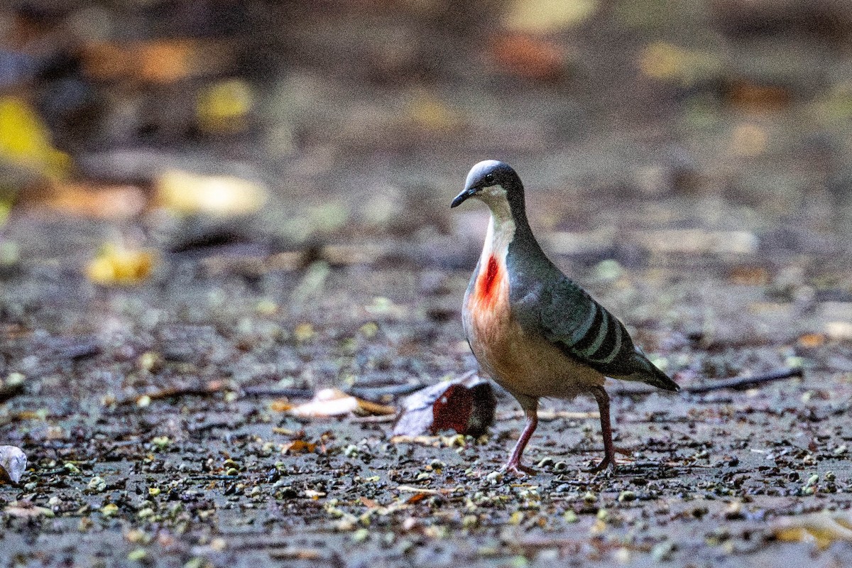 Luzon Bleeding-heart - ML592069981