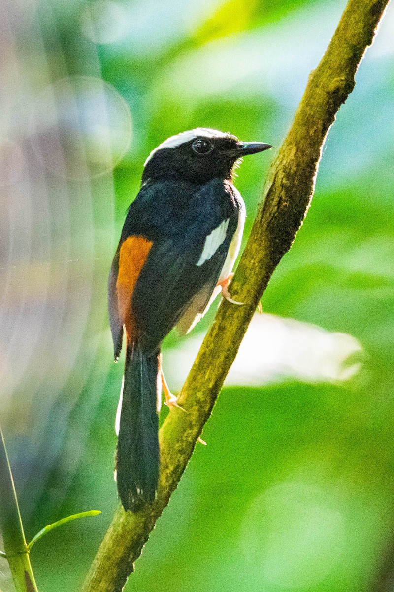 White-browed Shama - Jonathan Ley