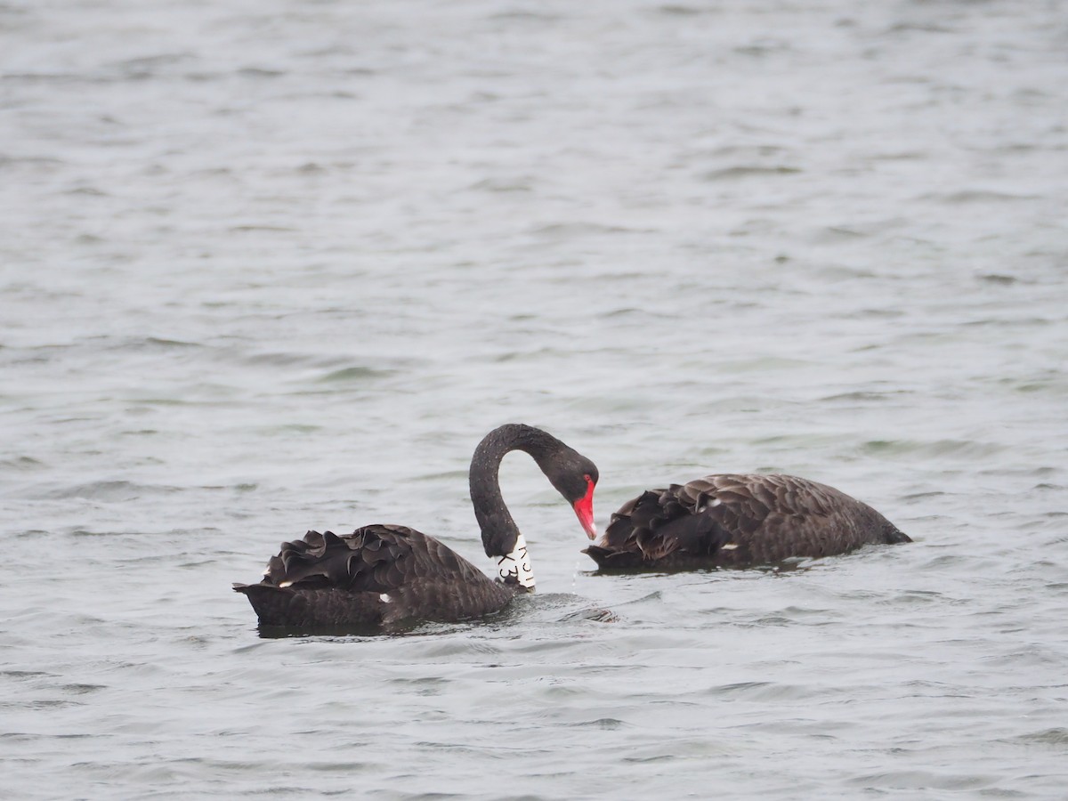 Black Swan - Hiromi Arima