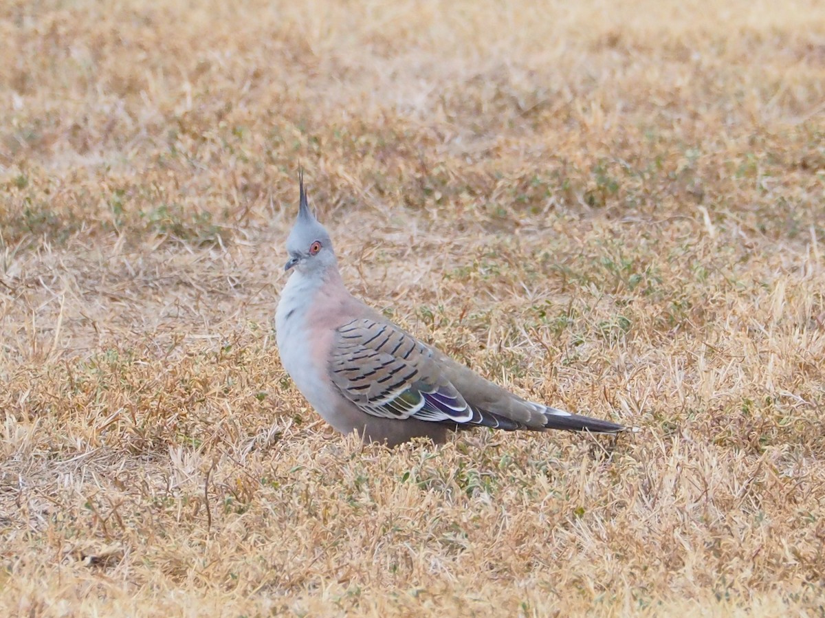 Crested Pigeon - Hiromi Arima