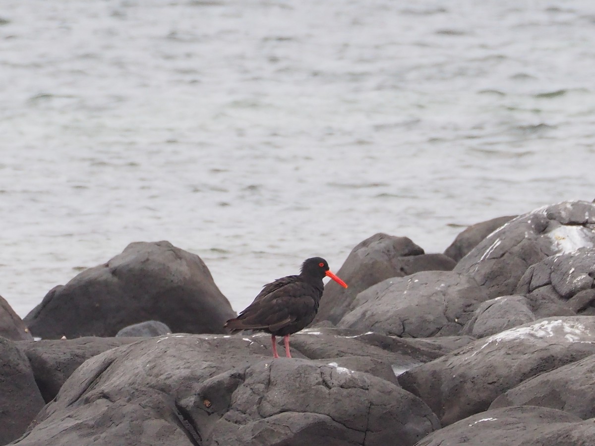 Sooty Oystercatcher - Hiromi Arima