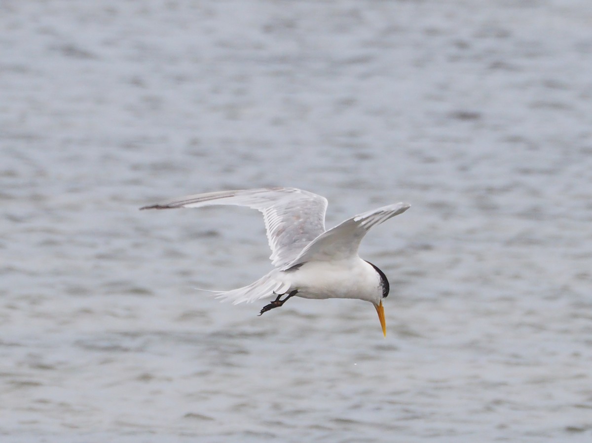 Great Crested Tern - Hiromi Arima