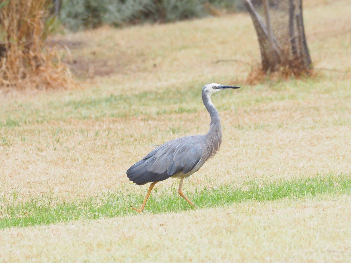 White-faced Heron - ML592070641