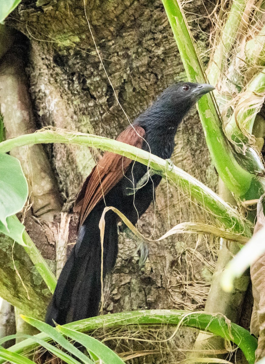 Philippine Coucal - Jonathan Ley