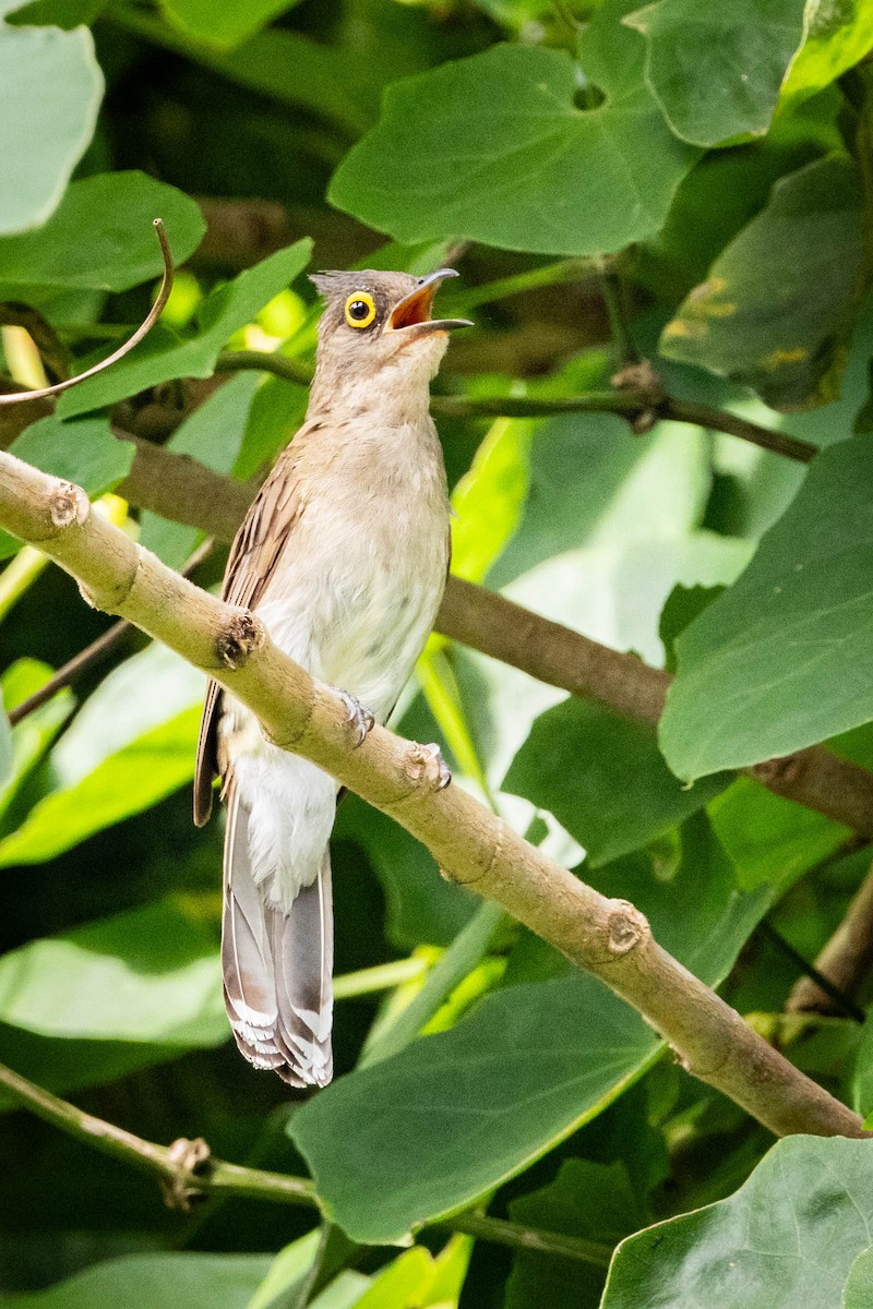 Yellow-wattled Bulbul - ML592071131