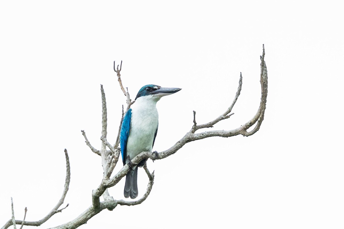 Collared Kingfisher - ML592071581