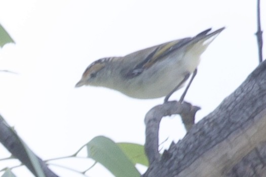 Pardalote Cejirrojo - ML592072101